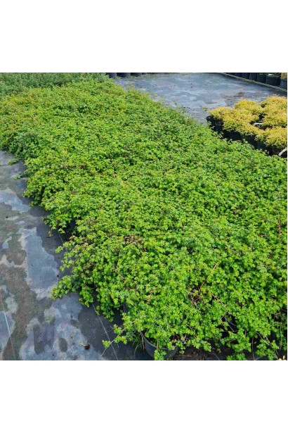 Стефанандра надрізанолиста Кріспа